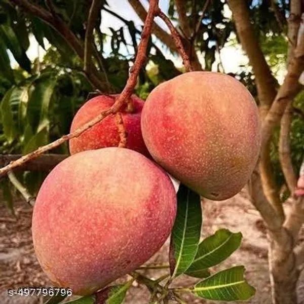 Ratnagiri_Mango_Grafted_Fruit_Plant