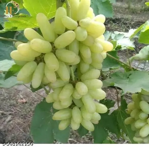 All_Time_Hybrid_Green_Grapes_Angoor_Fruit_Plant