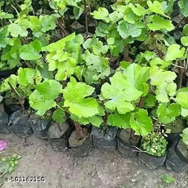 All_Time_Hybrid_Green_Grapes_Angoor_Fruit_Plant