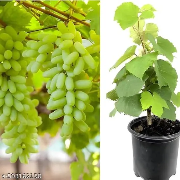 All_Time_Hybrid_Green_Grapes_Angoor_Fruit_Plant