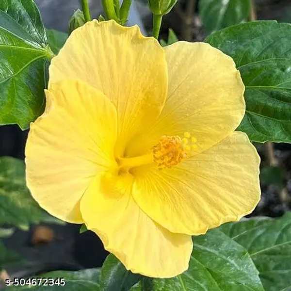 Yellow_Hibiscus_Hybrid_Flower_Plant