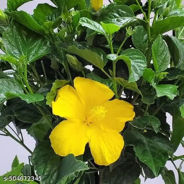 Yellow_Hibiscus_Hybrid_Flower_Plant