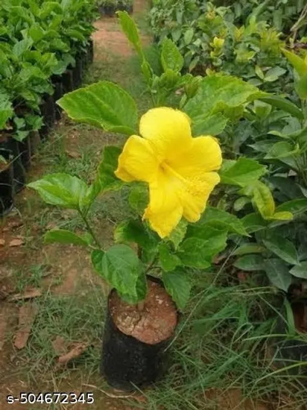 Yellow_Hibiscus_Hybrid_Flower_Plant