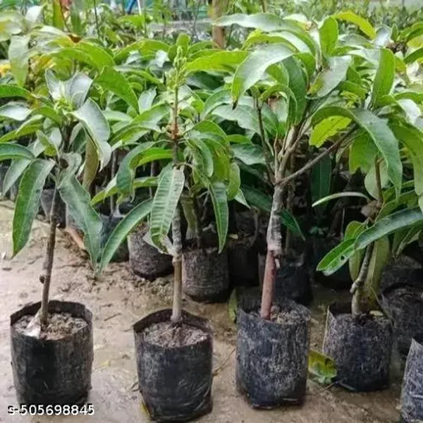 Hybrid_Mango_Fruit_Plant