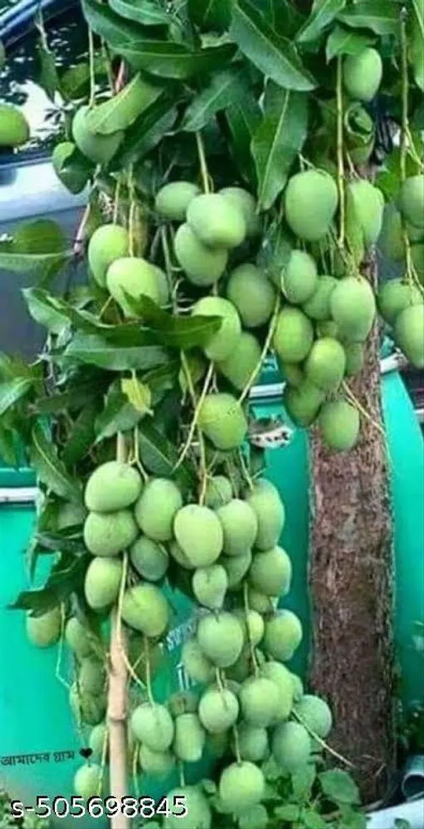 Hybrid_Mango_Fruit_Plant