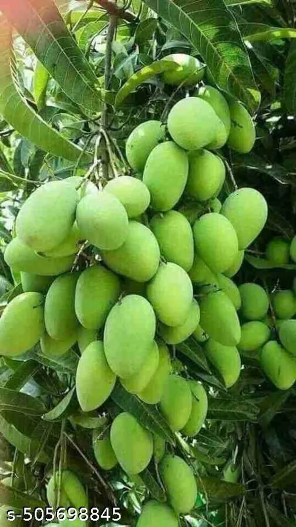 Hybrid_Mango_Fruit_Plant