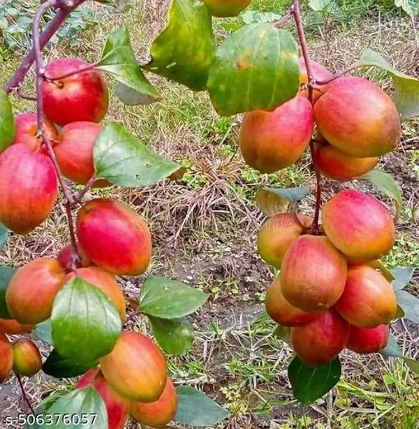 Hybrid_Jujube_Ball_Sundari_Apple_Ber_Kul_Variety_Fruit_Plant