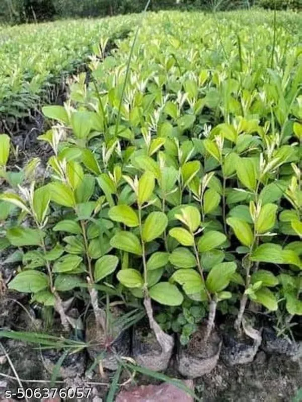 Hybrid_Jujube_Ball_Sundari_Apple_Ber_Kul_Variety_Fruit_Plant