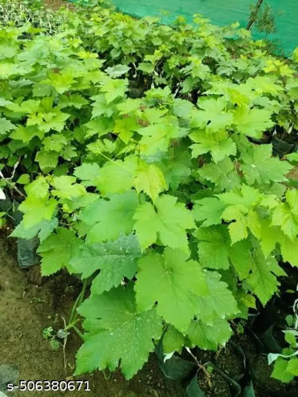 Hybrid_Angoor_Grapes_Fruit_Plant