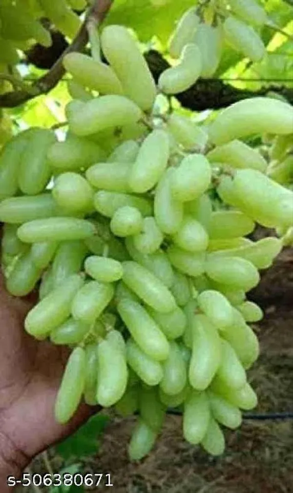Hybrid_Angoor_Grapes_Fruit_Plant