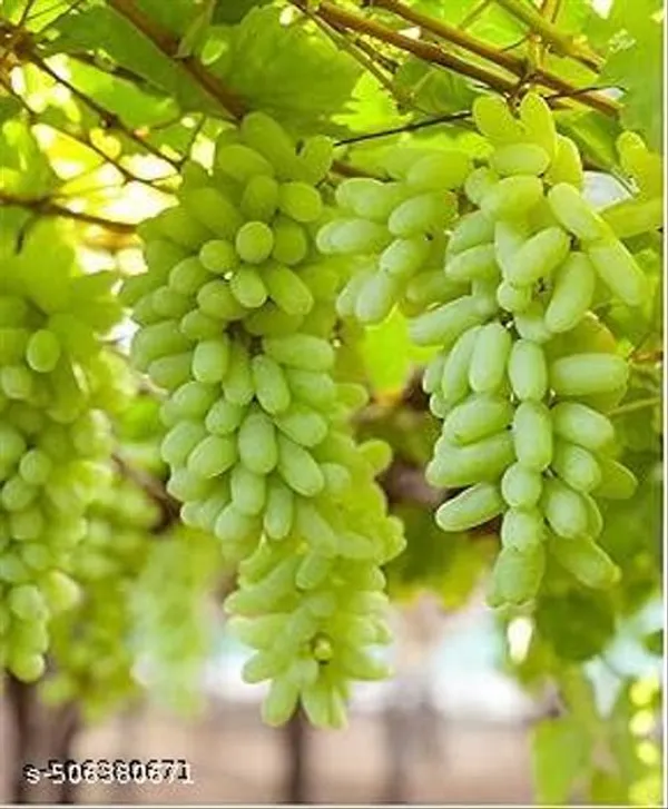 Hybrid_Angoor_Grapes_Fruit_Plant