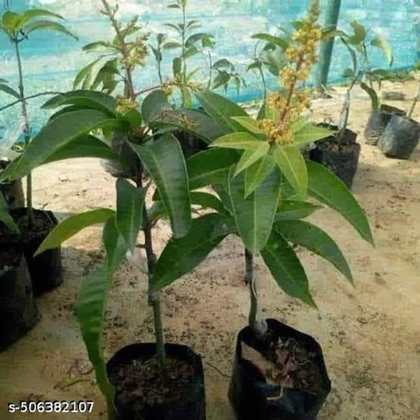 Hybrid_Mango_Fruit_Plant