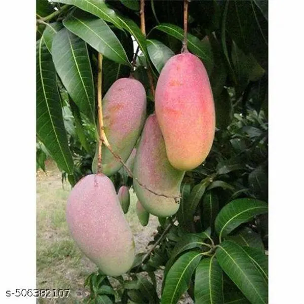 Hybrid_Mango_Fruit_Plant