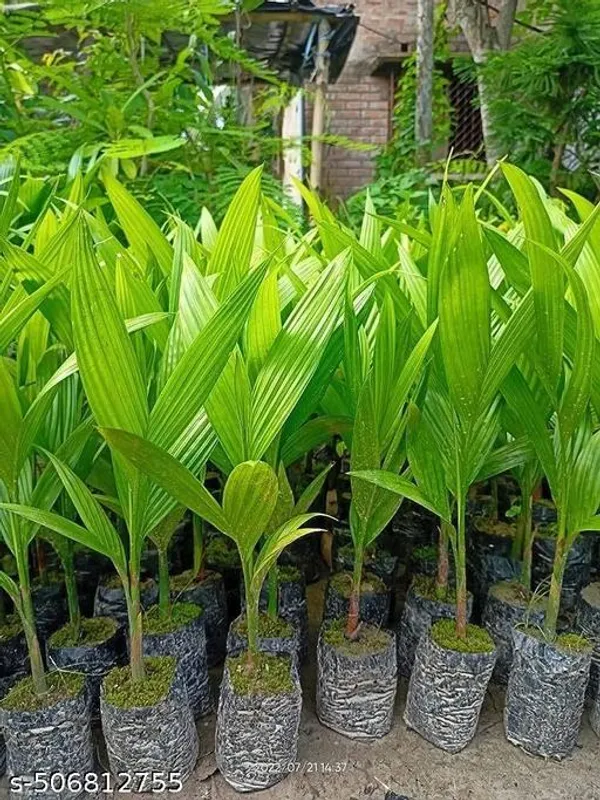 Hybrid_Betel_Nut_Supari_Plant