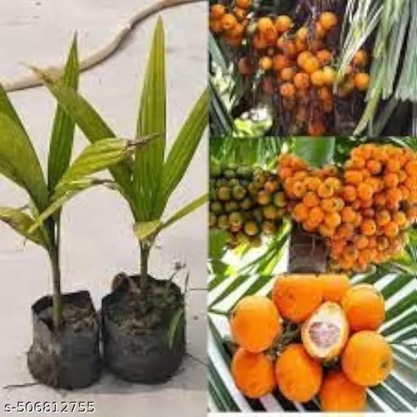 Hybrid_Betel_Nut_Supari_Plant