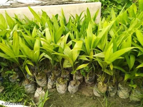 Betel_Nut_Supari_Plant_Hybrid