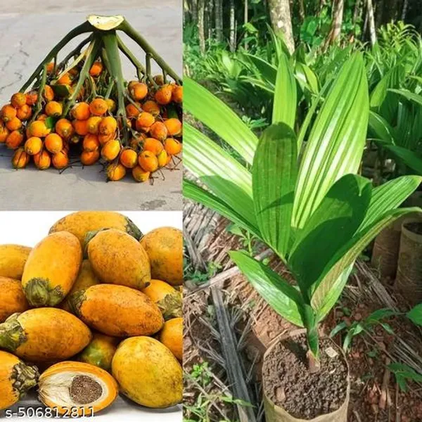 Betel_Nut_Supari_Plant_Hybrid