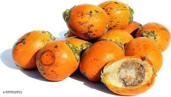 Betel_Nut_Supari_Plant_Hybrid