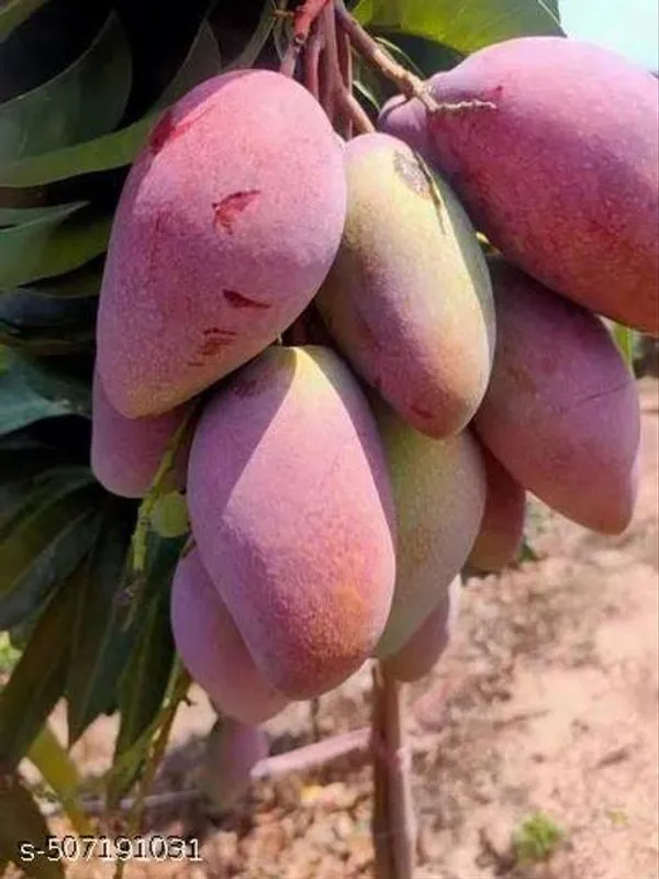 Hybrid_Mango_Fruit_Plant