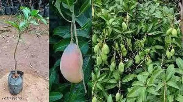 Hybrid_Mango_Fruit_Plant
