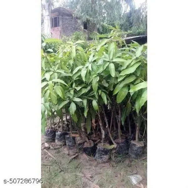 Hybrid_Mango_Plant