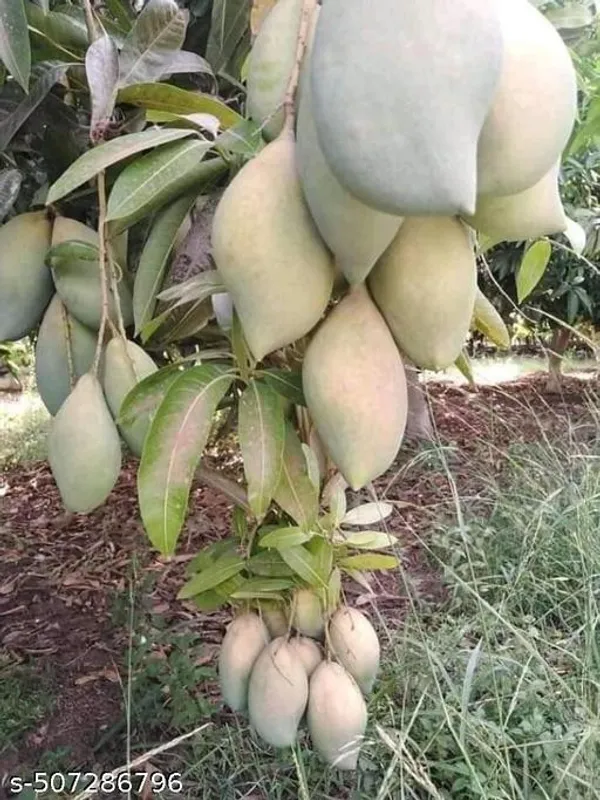 Hybrid_Mango_Plant