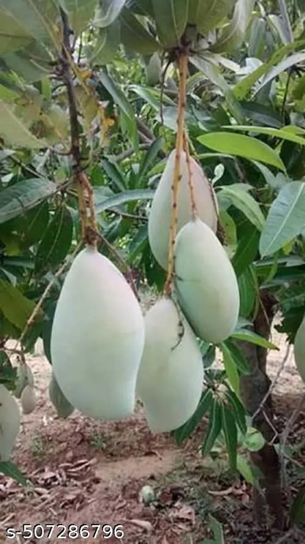 Hybrid_Mango_Plant