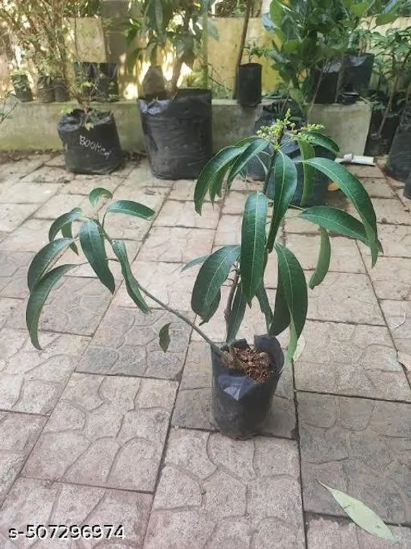 Hybrid_Mango_Fruit_Plant