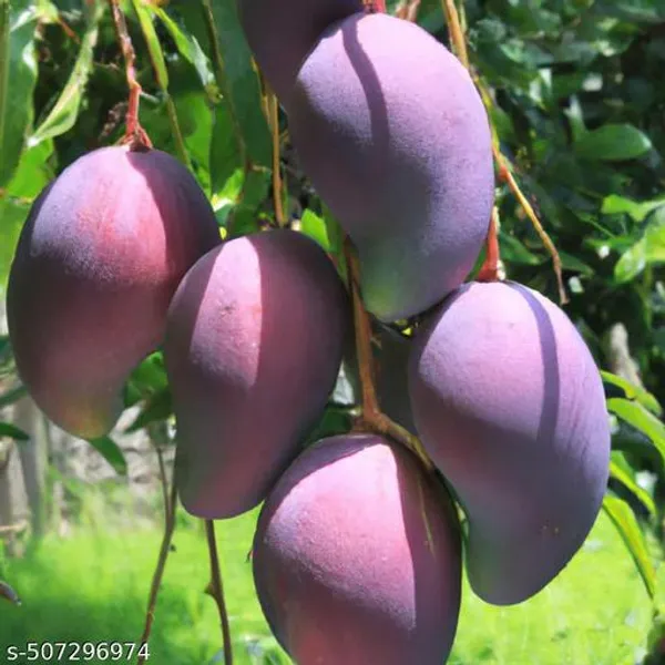 Hybrid_Mango_Fruit_Plant