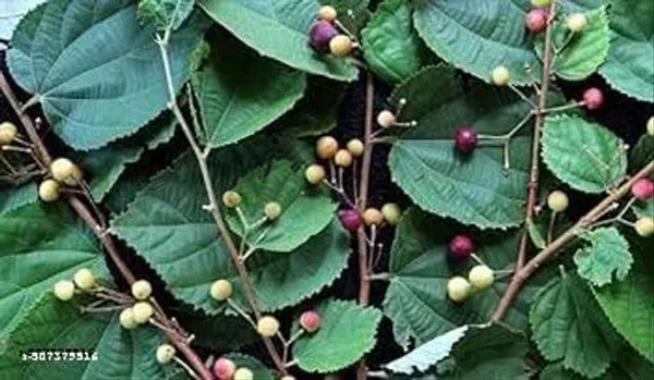 Falsa_Phalsa_Falsha_Fruit_Plant_New_Variety_For_Home_Garden