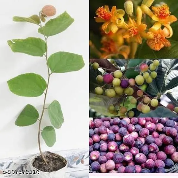 Falsa_Phalsa_Falsha_Fruit_Plant_New_Variety_For_Home_Garden