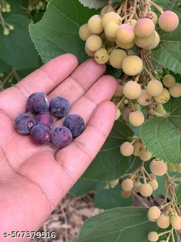 Falsa_Phalsa_Falsha_Fruit_Plant_New_Variety_For_Home_Garden