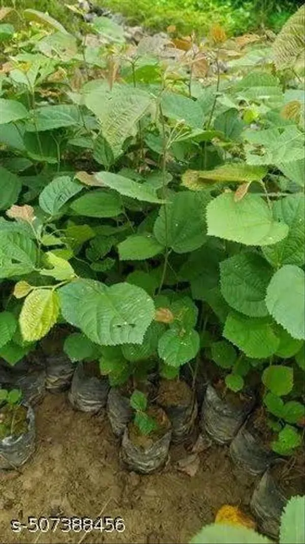 Hybrid_Falsa_Phalsa_Falsha_Fruit_Plant
