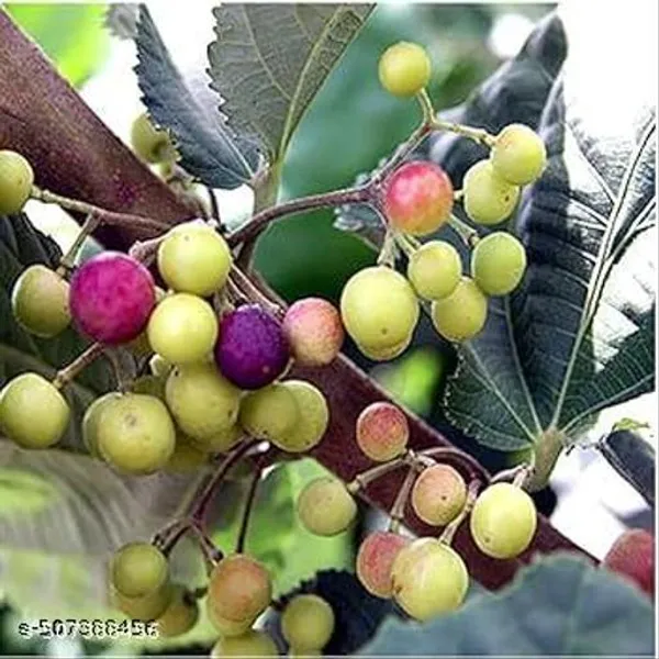 Hybrid_Falsa_Phalsa_Falsha_Fruit_Plant
