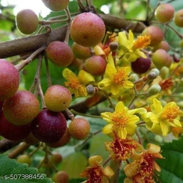 Hybrid_Falsa_Phalsa_Falsha_Fruit_Plant