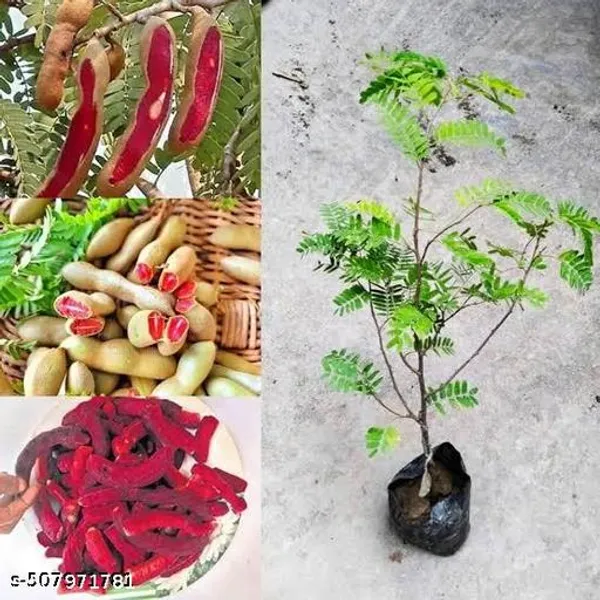 Thai_Red_Tamarind_Tamarindus_Indica_Lal_Tatul_Hybrid_Plant