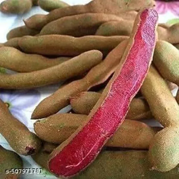 Thai_Red_Tamarind_Tamarindus_Indica_Lal_Tatul_Hybrid_Plant
