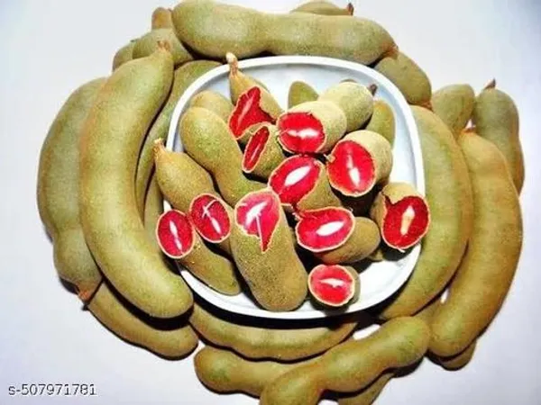 Thai_Red_Tamarind_Tamarindus_Indica_Lal_Tatul_Hybrid_Plant