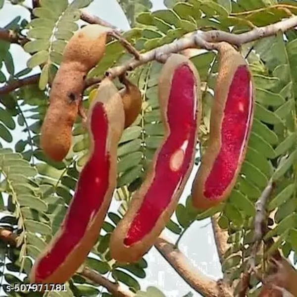 Thai_Red_Tamarind_Tamarindus_Indica_Lal_Tatul_Hybrid_Plant