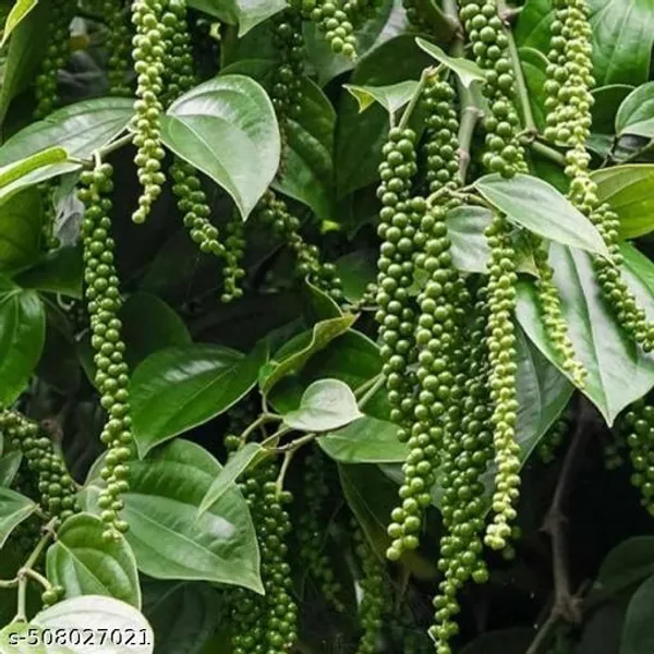 Hybrid_Golmorich_Black_Pepper_Air_Layering_Spice_Plant