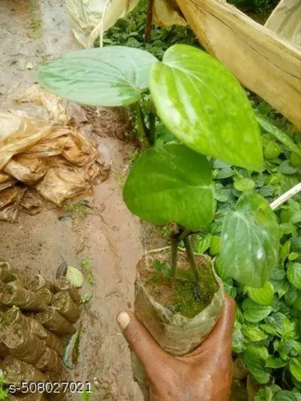 Hybrid_Golmorich_Black_Pepper_Air_Layering_Spice_Plant