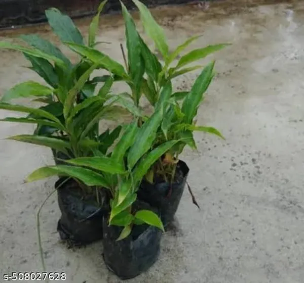 Hybrid_Cardamom_Elaichi_Plant
