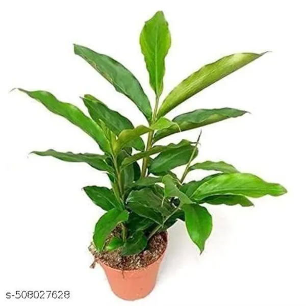 Hybrid_Cardamom_Elaichi_Plant