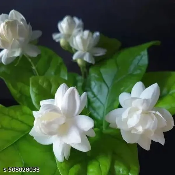 Jasmine_Flower_Plant_Belful_Mogra_Plant