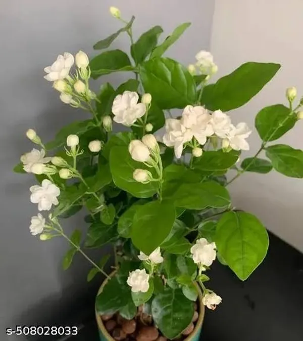 Jasmine_Flower_Plant_Belful_Mogra_Plant