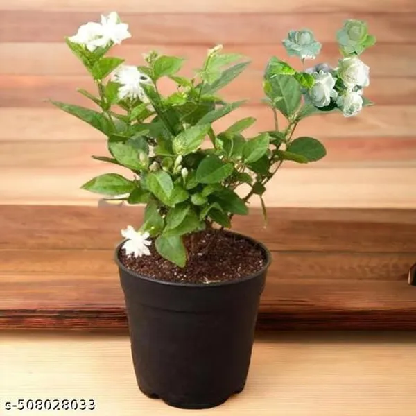 Jasmine_Flower_Plant_Belful_Mogra_Plant