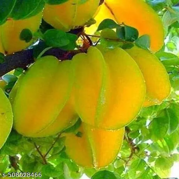 Star_Fruit_Carambola_Kamranga_Hybrid_Plant
