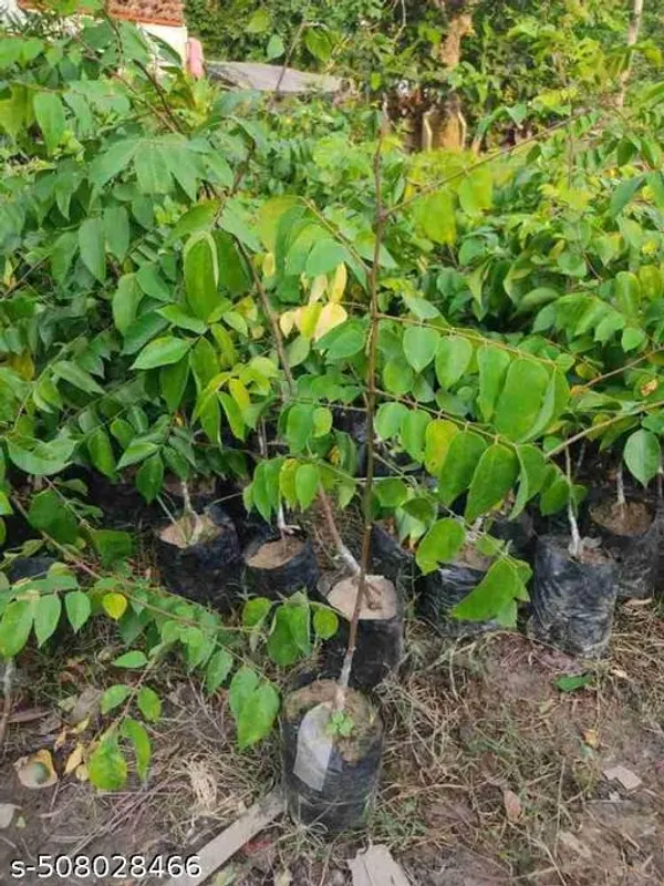 Star_Fruit_Carambola_Kamranga_Hybrid_Plant