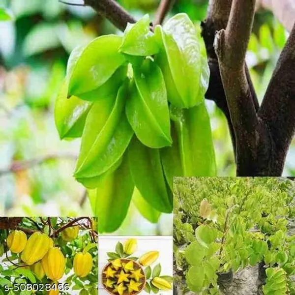 Star_Fruit_Carambola_Kamranga_Hybrid_Plant