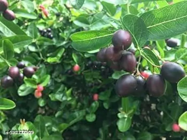 Karonda_Cherry_Black_Hybrid_Fruit_Plant